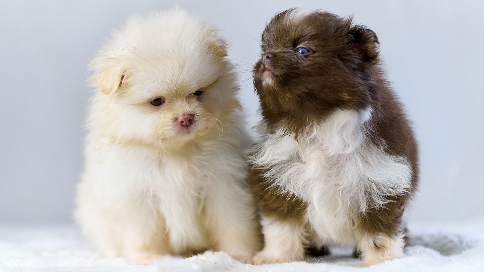 Chovatelská stanice z Krásného údolí